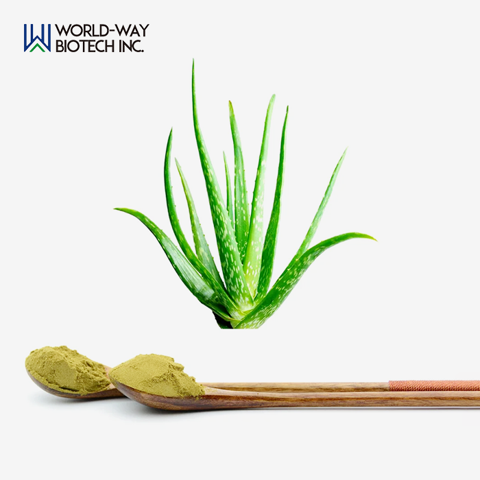 Exploring the Wonders of Aloe vera Leaf Powder Exploring the Wonders of Aloe vera Leaf Powder